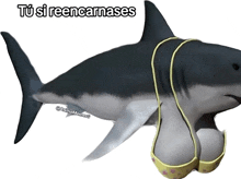 a picture of a shark with a bra around its neck