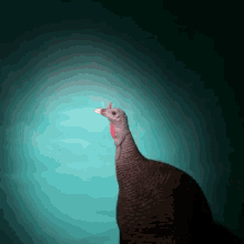 a turkey with a red crest on its head stands in front of a blue background