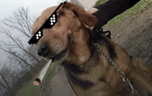 a dog wearing sunglasses and holding a cigarette in its mouth