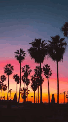 palm trees silhouetted against a sunset sky