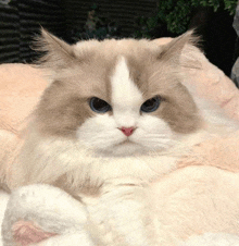 a fluffy brown and white cat with blue eyes is laying on a pink pillow .