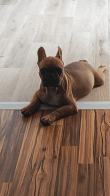 a brown dog laying on a wood floor