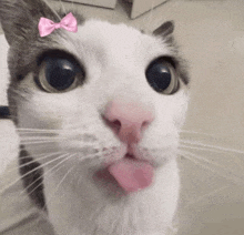 a close up of a cat with a pink bow on its head sticking its tongue out