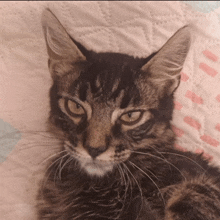 a close up of a cat 's face laying on a blanket