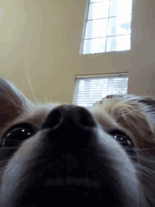 a close up of a dog 's nose with a window behind it