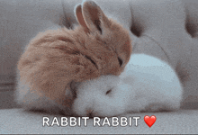 a couple of rabbits laying on top of each other with the word rabbit behind them