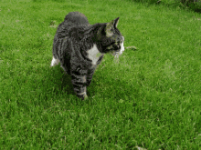 a cat standing on a lush green field