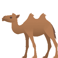 a camel is standing on a white background and looking to the side