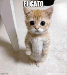 a small kitten is standing on its hind legs on a carpet .