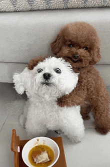 a brown and white dog standing next to each other with a bowl of food in front of them