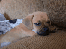 a brown and white puppy laying on a couch