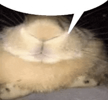 a close up of a cat 's face with a speech bubble above it .