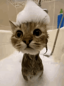 a cat is taking a bath with foam on its head