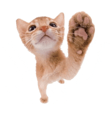 a cat 's paw is reaching up in the air