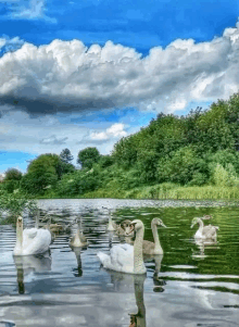 a flock of swans are swimming in a lake with trees in the background