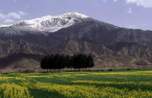 a field of yellow flowers with trees in the background and mountains in the background