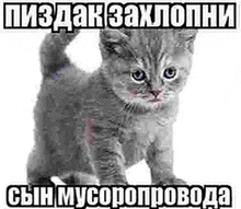 a gray kitten is standing in front of a white background with a meme written in russian .