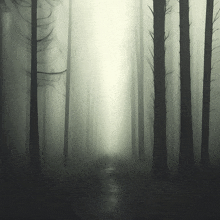 a foggy forest with trees and a light coming through