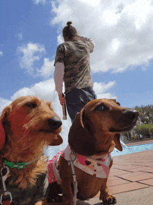 a man in a camo shirt is standing next to two dachshunds