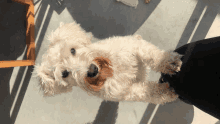 a small white dog laying on its back looking up