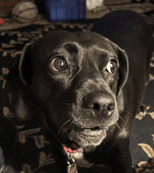 a close up of a black dog with a red collar looking at the camera