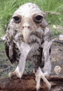 a close up of an owl with a long beak standing on a tree branch .