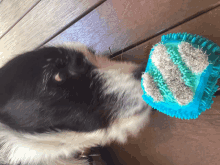 a black and white dog playing with a blue toy that has the letter n on it