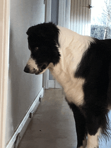 a black and white dog standing in a hallway next to a door