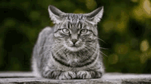 a close up of a cat laying on a wooden table .