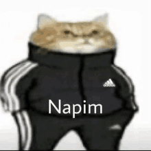 a cat wearing a black jacket and pants with the word napim written on it .