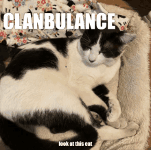 a black and white cat is laying on a blanket with the words clanbulance above it