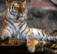 a tiger is laying on a log with a penguin on it