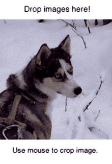 a picture of a husky in the snow with the words " drop images here "