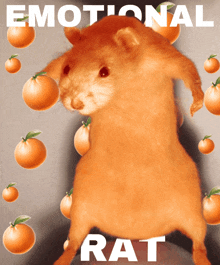 a picture of a rat with oranges around it and the words emotional rat on the bottom