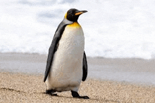 a king penguin is standing on a sandy beach .