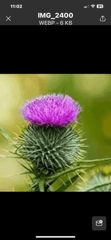 a phone screen shows a picture of a thistle with a purple flower