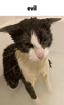 a black and white cat standing in a bathtub with the word evil below it