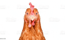 a brown chicken with a red comb is looking at the camera .