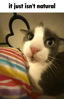 a gray and white cat laying on a bed with the words " it just isn 't natural " below it