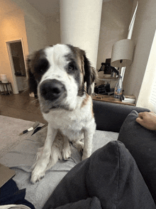 a brown and white dog sitting on a couch