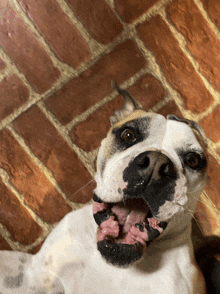 a close up of a dog laying on the floor with its mouth open