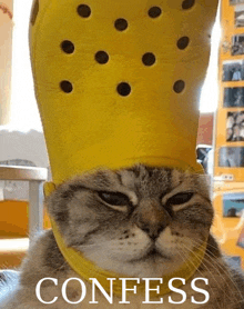 a cat wearing a yellow croc on its head with the words confess below it