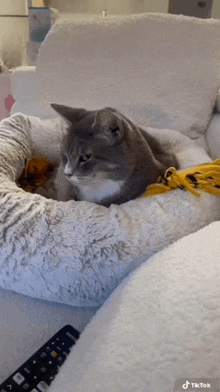 a cat is laying in a bed next to a remote control ..