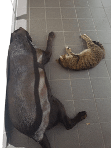 a dog and a cat are laying on a tile floor