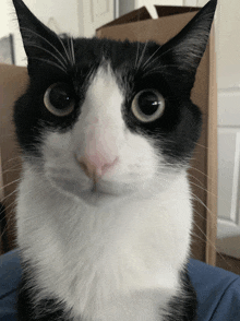 a close up of a black and white cat 's face