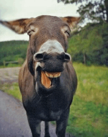 a donkey is standing on the side of a road with its tongue hanging out .