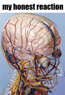 a model of a human brain with the words my honest reaction written below it