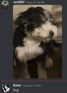 a picture of a dog is being displayed on a discord chat