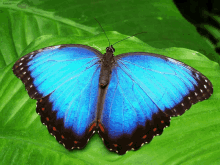 a blue butterfly is sitting on a green leaf