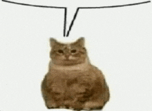 a cat is sitting on a white surface with a speech bubble above its head .